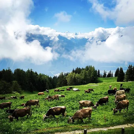 Café Cher-mignon Et D'hôtes Couette-café Chermignon-d'en Haut