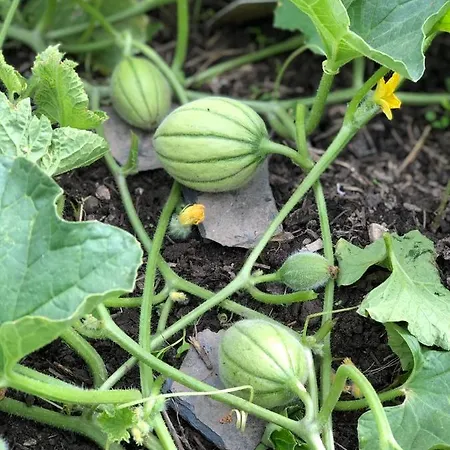 Café Cher-mignon Et D'hôtes Chermignon-d'en Haut