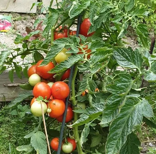 B&B Cafe Cher-mignon Et D'hotes