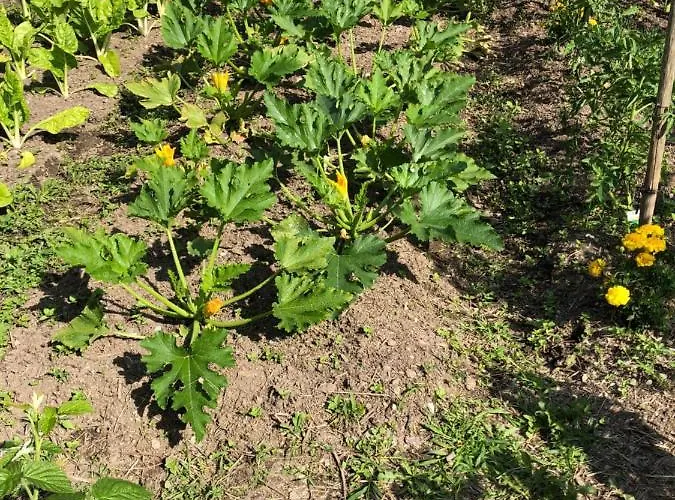 Cafe Cher-mignon Et D'hotes 3*