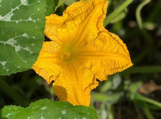 Cafe Cher-mignon Et D'hotes 3* Chermignon-d'en Haut