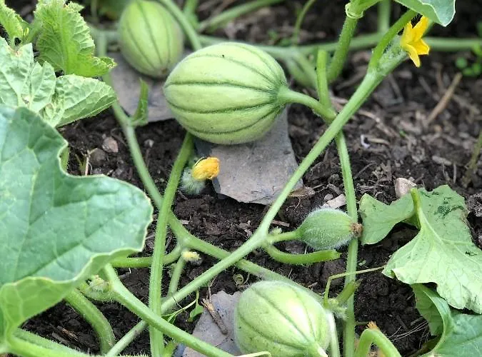 Cafe Cher-mignon Et D'hotes Chermignon-d'en Haut