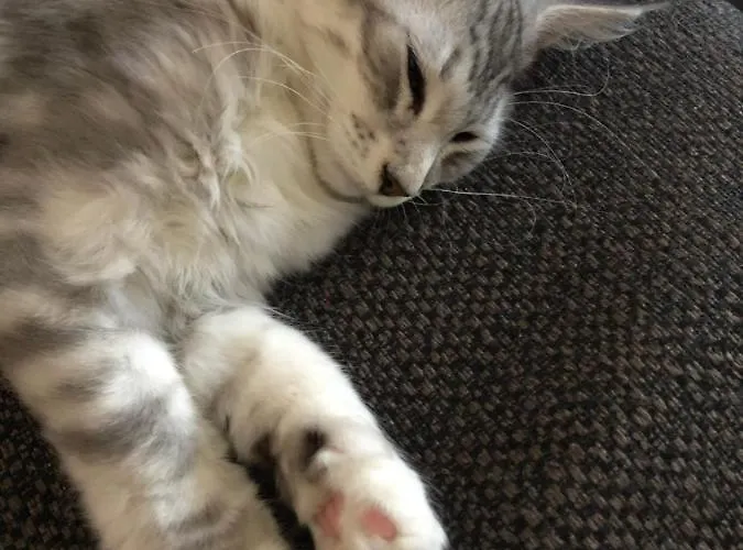 B&B Cafe Cher-mignon Et D'hotes Chermignon-d'en Haut