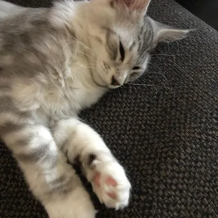 Bed & Breakfast Cafe Cher-mignon Et D'hotes Chermignon-d'en Haut