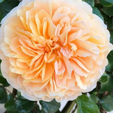 Cafe Cher-mignon Et D'hotes 3*