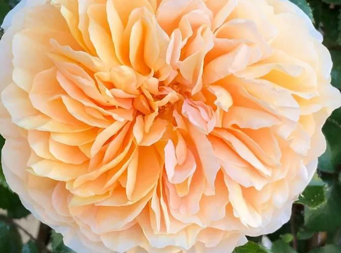 Café Cher-mignon Et D'hôtes 3*